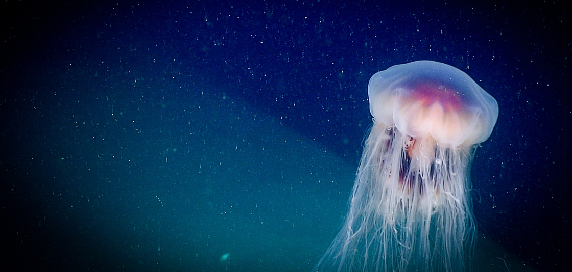 Jellyfish NOAA Photo
