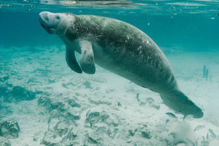 Manatee Public Domain Photo